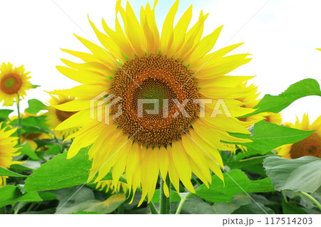 北竜町ひまわりの里 大きなひまわり 北竜町ひまわりの里 大きなひまわり 117514203