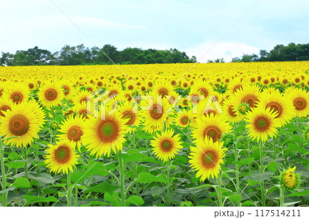北竜町ひまわりの里　広大なひまわり畑 117514211