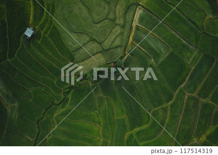 Aerial view Dark green rice fields in the rainy day of Rice terrace in asian Aerial view Dark green rice fields in the rainy day of Rice terrace in asian 117514319