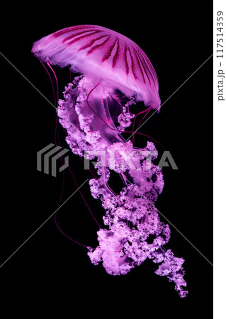 Jellyfish in the deep blue sea, close up of photo on black background 117514359