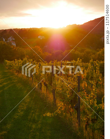 Bright picturesque sunset with lens flare in vineyard rows during harvest season. Grapes cultivation for the production of wine in vineyards in Vienna, Kahlenberg mountain 117514600