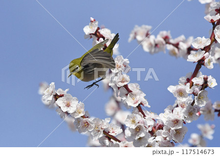 満開の白梅にメジロ（ 4枚の連続写真 ）（ 春イメージ ） 117514673