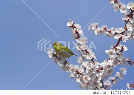 満開の白梅にメジロ（ 4枚の連続写真 ）（ 春イメージ ） 117514705