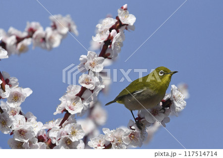 満開の白梅にメジロ（ 4枚の連続写真 ）（ 春イメージ ） 117514714