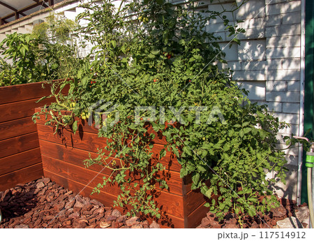 Tomato grown in an organic garden. Flowering and fruiting tomato plant. Close-up Tomato grown in an organic garden. Flowering and fruiting tomato plant. Close-up 117514912