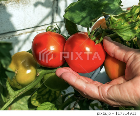 Close-up of a hand holding ripe tomato fruits growing in a home garden Close-up of a hand holding ripe tomato fruits growing in a home garden 117514913