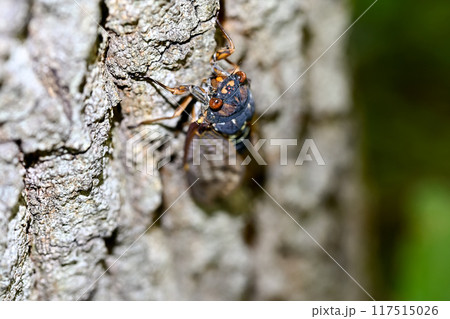 木にとまるアブラゼミ 木にとまるアブラゼミ 117515026