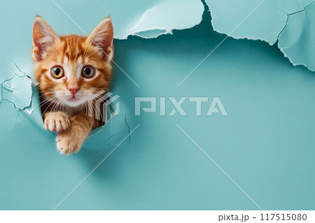 Cute ginger kitten peeking through hole in blue paper background. 117515080
