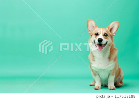 Smiling corgi on a turquoise background Smiling corgi on a turquoise background 117515189