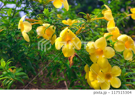 南国に咲く黄色い花 117515304