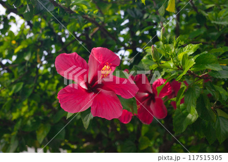 南国に咲く赤い花 117515305
