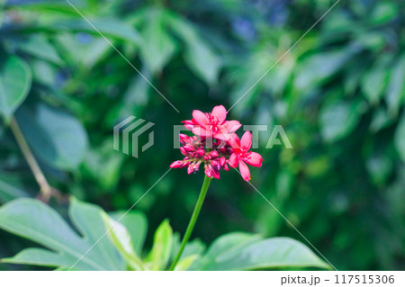 南国に咲く小さくかわいい赤い花 117515306