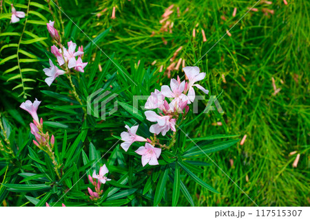 南国に咲く小さくかわいいピンクの花 117515307