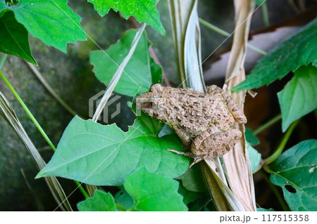 水辺の草むらに生息するツチガエルの生態写真 水辺の草むらに生息するツチガエルの生態写真 117515358