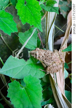 川辺の草むらに生息するツチガエルの生態写真 川辺の草むらに生息するツチガエルの生態写真 117515397
