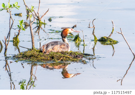 Great Crested Grebe, Podiceps cristatus, water bird sitting on the nest, nesting time on the green lake Great Crested Grebe, Podiceps cristatus, water bird sitting on the nest, nesting time on the green lake 117515497