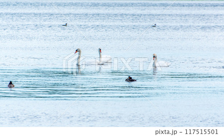 Three graceful white swans swims in the lake, swans in the wild. 117515501