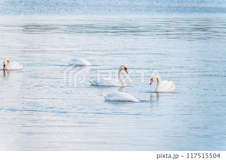 Graceful white Swans swimming in the lake, swans in the wild Graceful white Swans swimming in the lake, swans in the wild 117515504