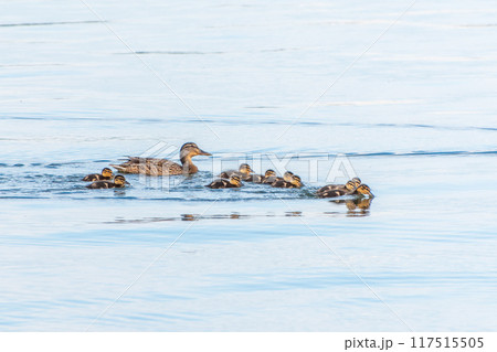 A family of ducks, a duck and its little ducklings are swimming in the water. The duck takes care of its newborn ducklings. Mallard, lat. Anas platyrhynchos A family of ducks, a duck and its little ducklings are swimming in the water. The duck takes care of its newborn ducklings. Mallard, lat. Anas platyrhynchos 117515505