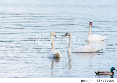 Graceful white Swans swimming in the lake, swans in the wild 117515509
