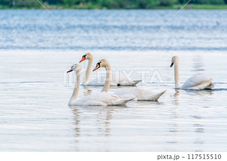 Graceful white Swans swimming in the lake, swans in the wild Graceful white Swans swimming in the lake, swans in the wild 117515510