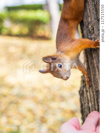 A squirrel in the autumn eats nuts from a human hand. Eurasian red squirrel, Sciurus vulgaris A squirrel in the autumn eats nuts from a human hand. Eurasian red squirrel, Sciurus vulgaris 117515550