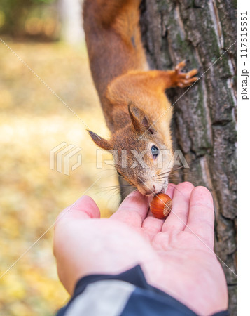 A squirrel in the autumn eats nuts from a human hand. Eurasian red squirrel, Sciurus vulgaris 117515551
