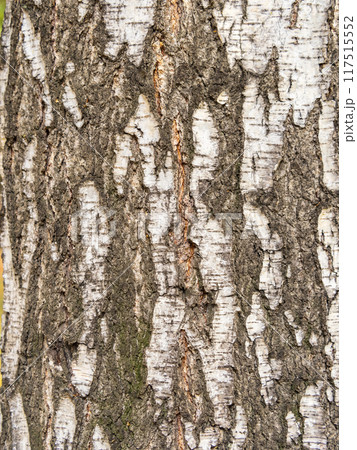 The texture of the birch bark. 117515552