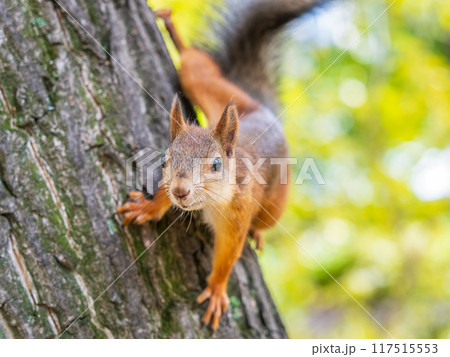 Portrait of a squirrel on a tree trunk Portrait of a squirrel on a tree trunk 117515553