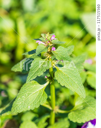Pink flowers of spotted dead-nettle Lamium maculatum. Medicinal plants in the garden. 117515560
