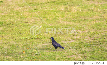 Portrait of Eurasian rook (Corvus frugilegus). Black bird with bare base of bill walking in grass and looking for food 117515561