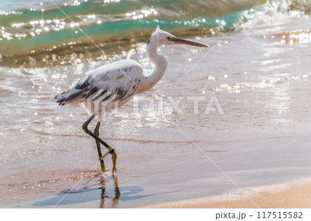 White Western Reef Heron (Egretta gularis) at Sharm el-Sheikh beach, Sinai, Egypt 117515582