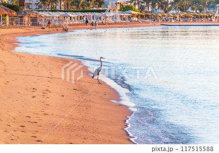 Gray heron fishing on the beach of the Red Sea. Naama Bay beach, Sharm El Sheikh, Egypt Gray heron fishing on the beach of the Red Sea. Naama Bay beach, Sharm El Sheikh, Egypt 117515588