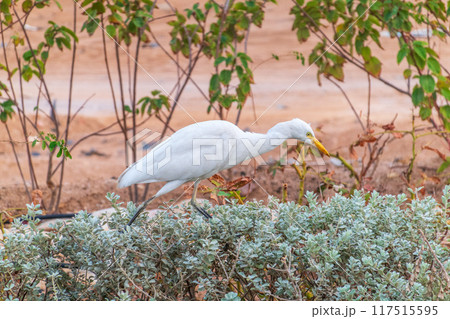 Western cattle egret (Bubulcus ibis) in winter plumage hunting for insects. 117515595