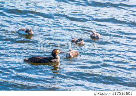 The waterfowl bird, great crested grebe with chick, swimming in the lake. The waterfowl bird, great crested grebe with chick, swimming in the lake. 117515603