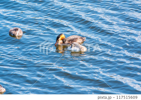 The waterfowl bird, great crested grebe with chick, swimming in the lake. 117515609