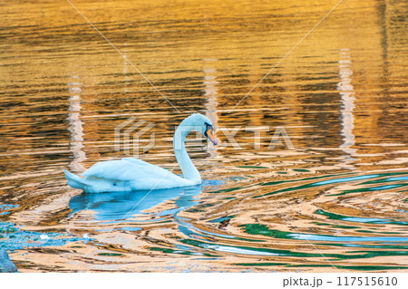 Graceful white Swan swimming in the lake, swans in the wild. Portrait of a white swan swimming on a lake. Graceful white Swan swimming in the lake, swans in the wild. Portrait of a white swan swimming on a lake. 117515610