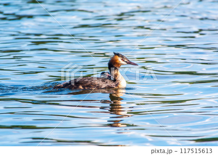 The waterfowl bird, great crested grebe with chick, swimming in the lake. 117515613