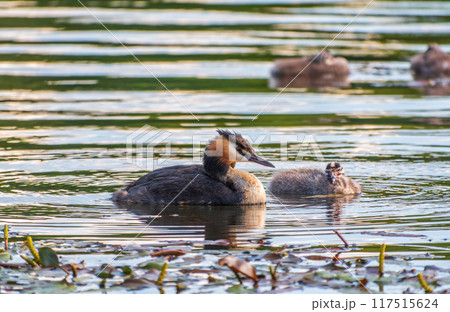 The waterfowl bird, great crested grebe with chick, swimming in the lake. The waterfowl bird, great crested grebe with chick, swimming in the lake. 117515624