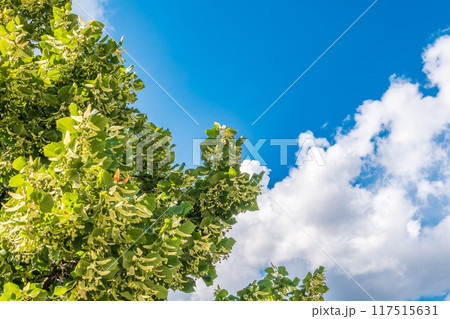 Linden tree flowers clusters tilia cordata, europea, small-leaved lime, littleleaf linden bloom. 117515631