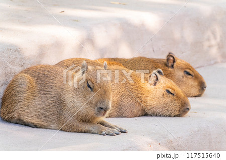 Three capybara in the park 117515640
