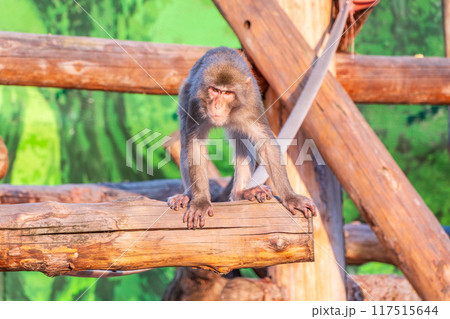 Japanese macaque walks on a wooden log Japanese macaque walks on a wooden log 117515644