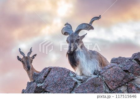 Markhor male and female on the rock. Latin name - Capra falconeri 117515646
