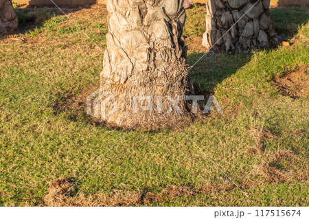 Palm tree trunks close-up, sequential and abstract in park Palm tree trunks close-up, sequential and abstract in park 117515674