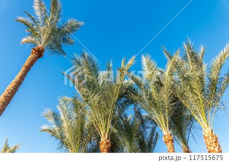 Palm tree with green leaves on blue background Palm tree with green leaves on blue background 117515675