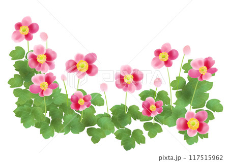 秋明菊(シュウメイギク)の花のカード1 秋明菊(シュウメイギク)の花のカード1 117515962