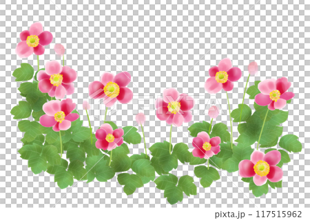 秋明菊(シュウメイギク)の花のカード1 秋明菊(シュウメイギク)の花のカード1 117515962