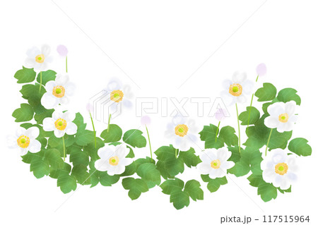 秋明菊（シュウメイギク）の花のカード3 117515964
