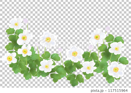 秋明菊（シュウメイギク）の花のカード3 117515964