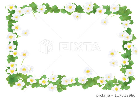 秋明菊（シュウメイギク）の花のカード5 117515966